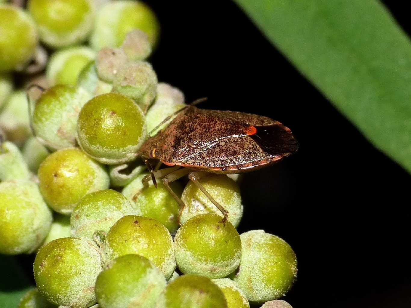 Pentatomidae: Dryadocoris apicalis (syn.= D.analis C.1847)